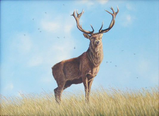 Red Deer Stag