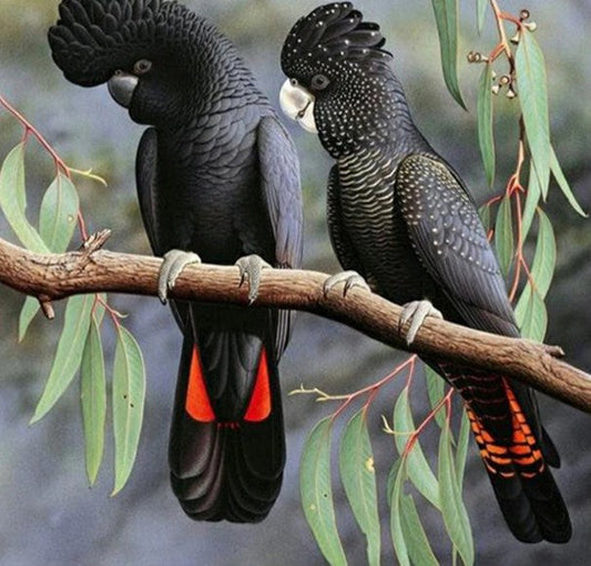 Parrots Pair Paint by Diamonds