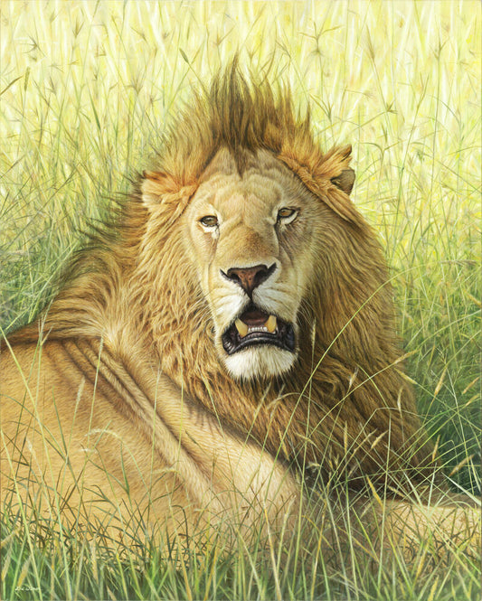 Portrait of a male lion by wildlife