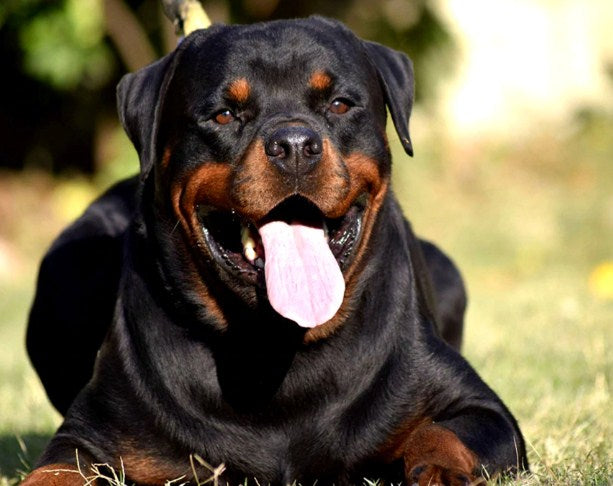 Rottweiler Yawning Paint by Diamonds