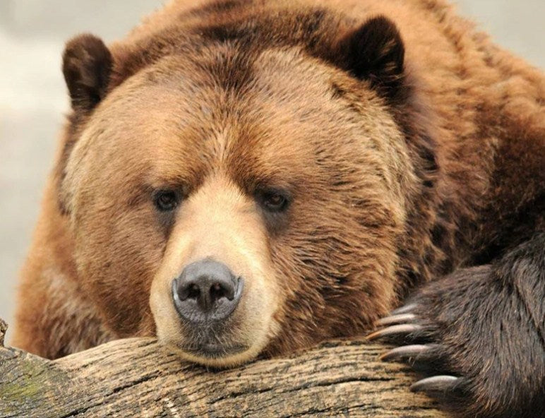 Sad Grizzly Bear Paint by Diamonds