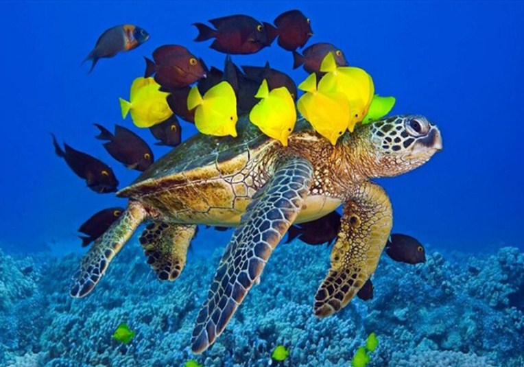 Sea Turtle & Fish Paint by Diamonds