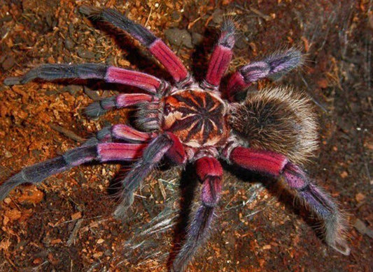 Sequined Spider Diamond Painting Kit