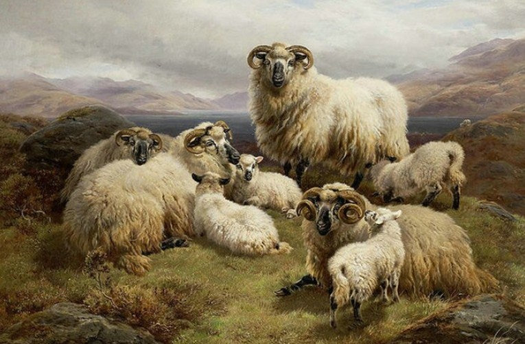 Sheep in the Highlands Paint by Diamonds