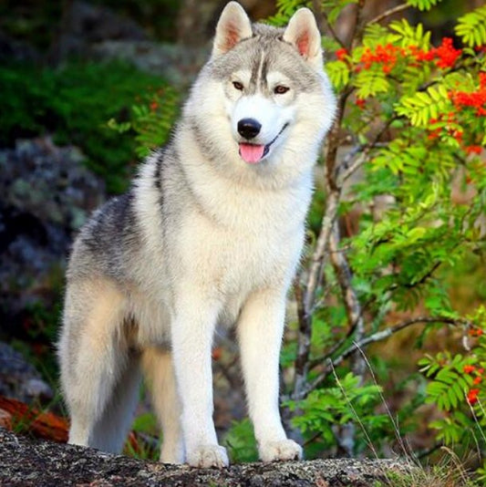 Siberian Husky Diamond Painting Kit