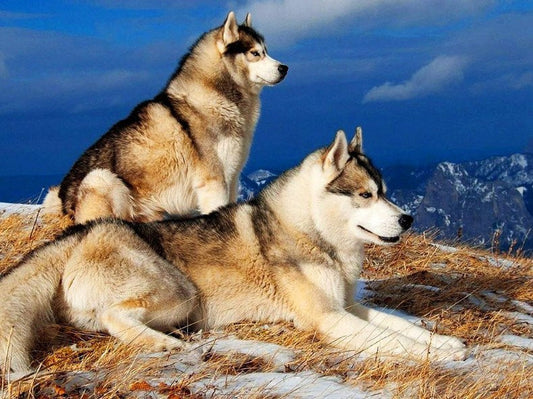 Siberian Husky Pair Diamond Painting