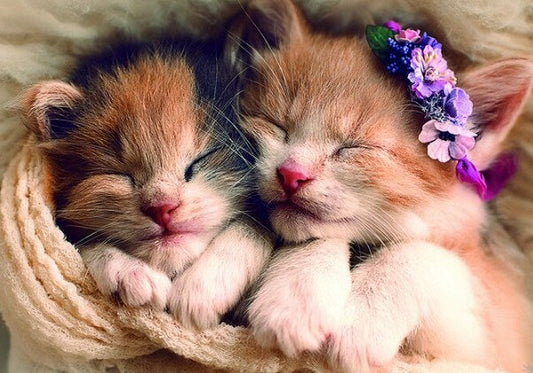 Sleeping Cute Kittens Paint by Diamonds