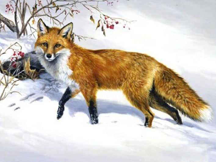 Snow Fox Paint by Diamonds