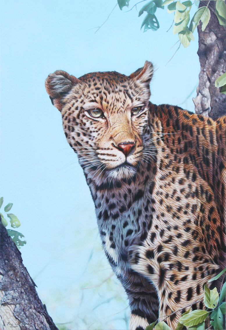 South African Leopard Portrait