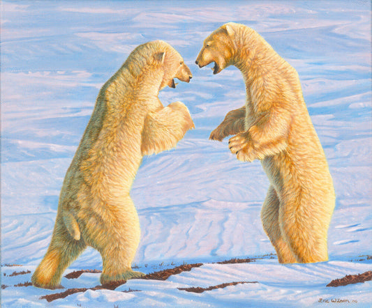 Polar Bears Sparring