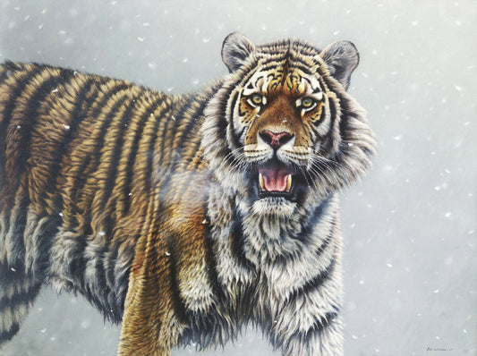 Siberian Tiger in snowfall