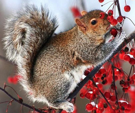 Squirrel on Tree Paint with Diamonds