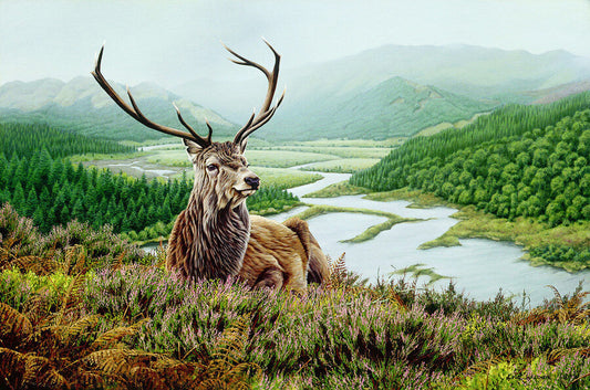 Loch Shiel Stag