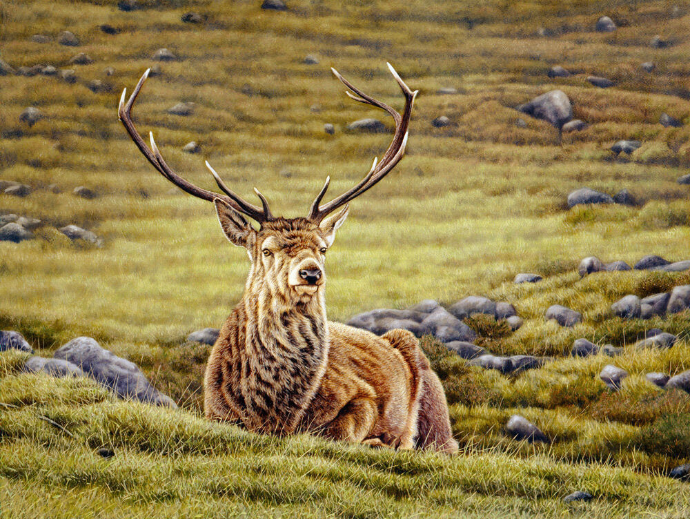 Scotland wildlife