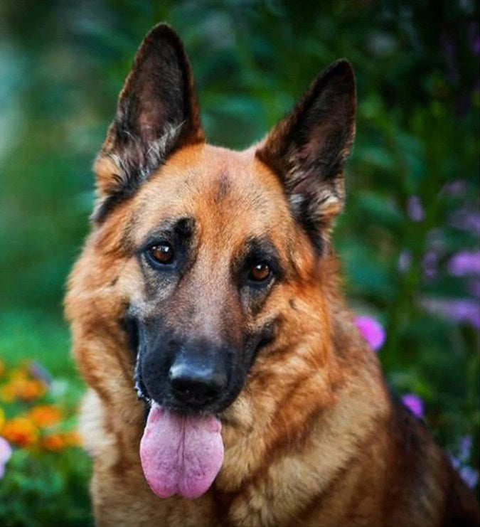 Staggering German Shepherd Paint by Diamonds