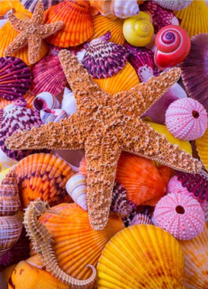 Star Fish Paint by Diamonds