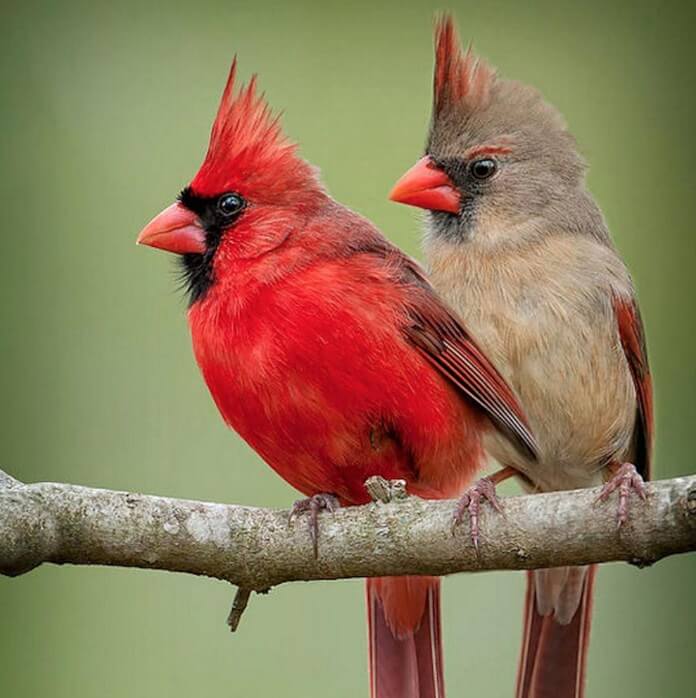 Cardinals Paint with Diamonds