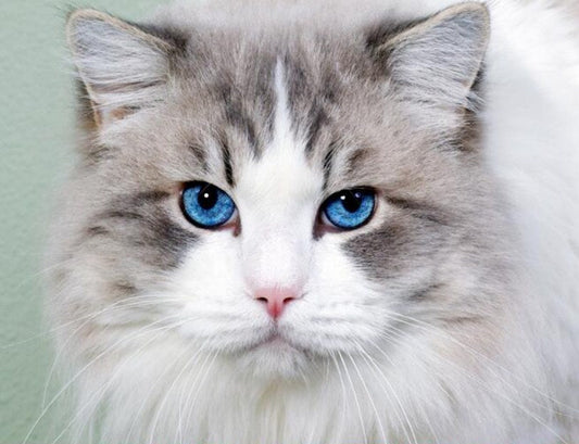 Stunning Cat with Blue Eyes Diamond Painting