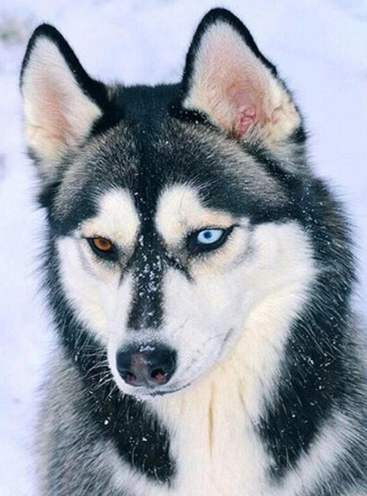 Husky with Different Colored Eyes Diamond Painting