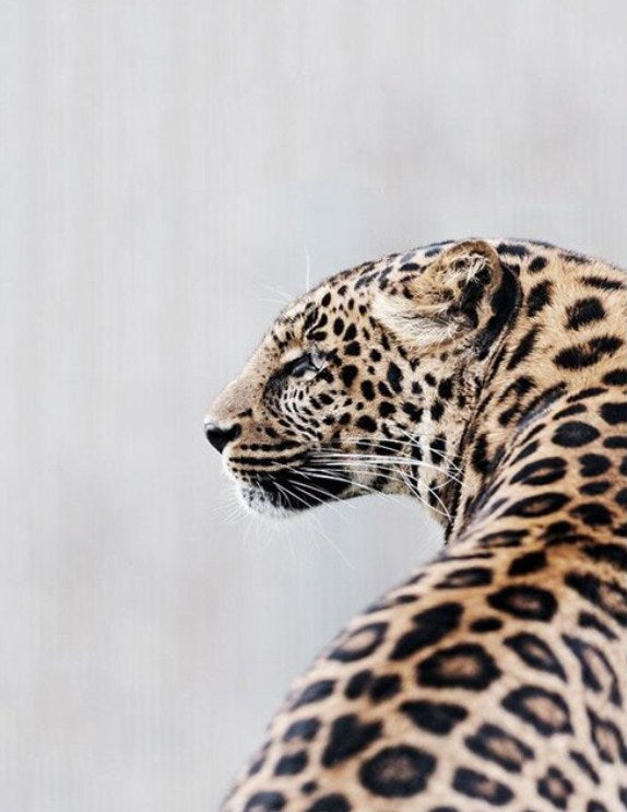 Stunning Jaguar Diamond Painting Kit