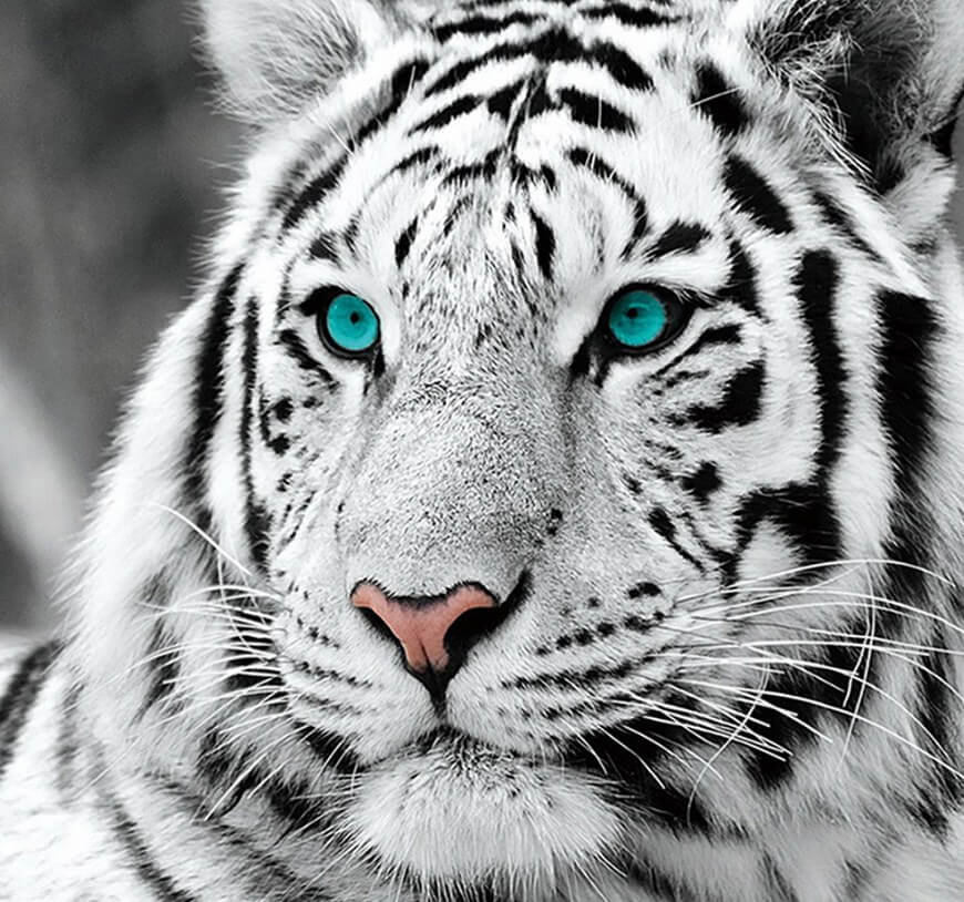 White Tiger 3D Full Drill