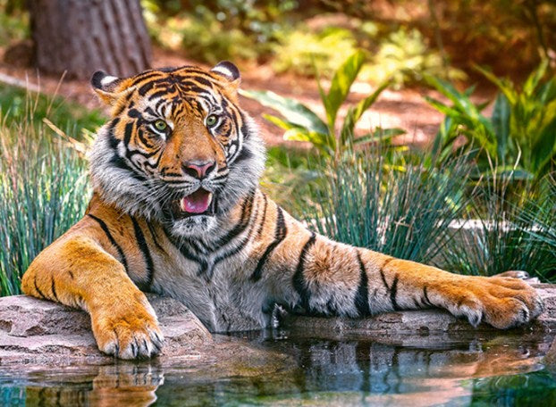Sumatran Tiger Paint by Diamonds