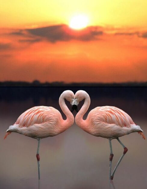Flamingos Paint by Diamonds