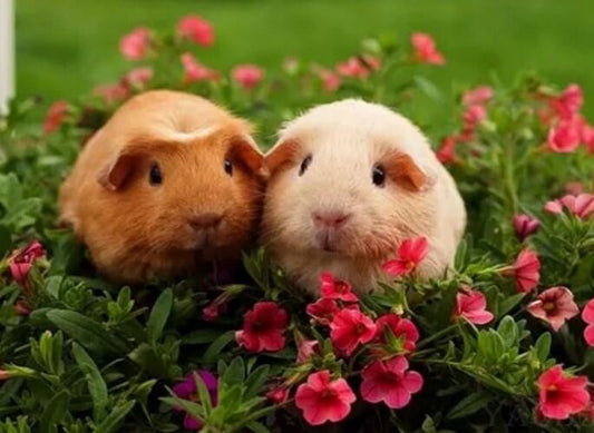 Guinea pigs Pair Diamond Painting