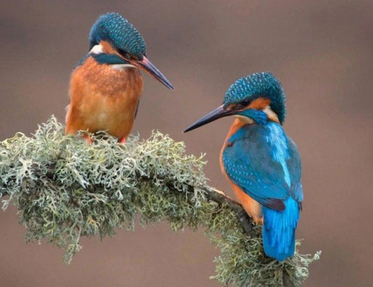 Kingfisher Pair Diamond Painting