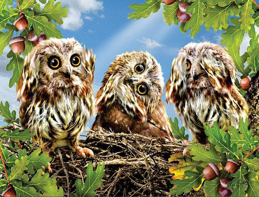 Three Owls on the Tree Paint by Diamonds
