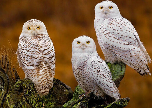 Owls Diamond Painting Kit