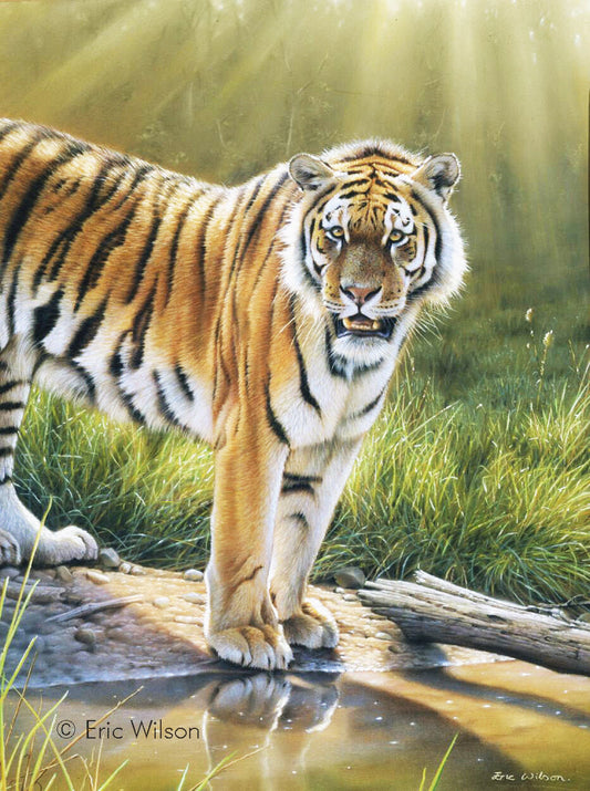 The Chitwan Tiger