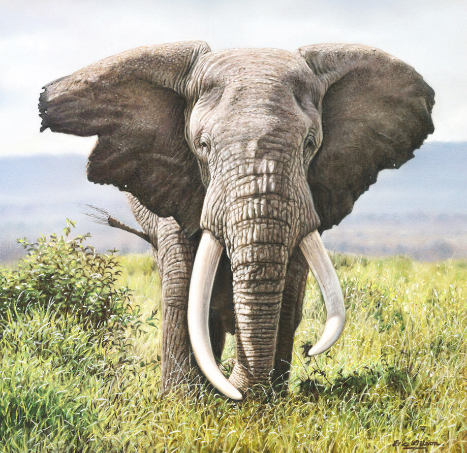 East Africa's Super Tuskers