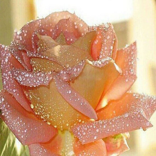 Rose DIY Painting Kit