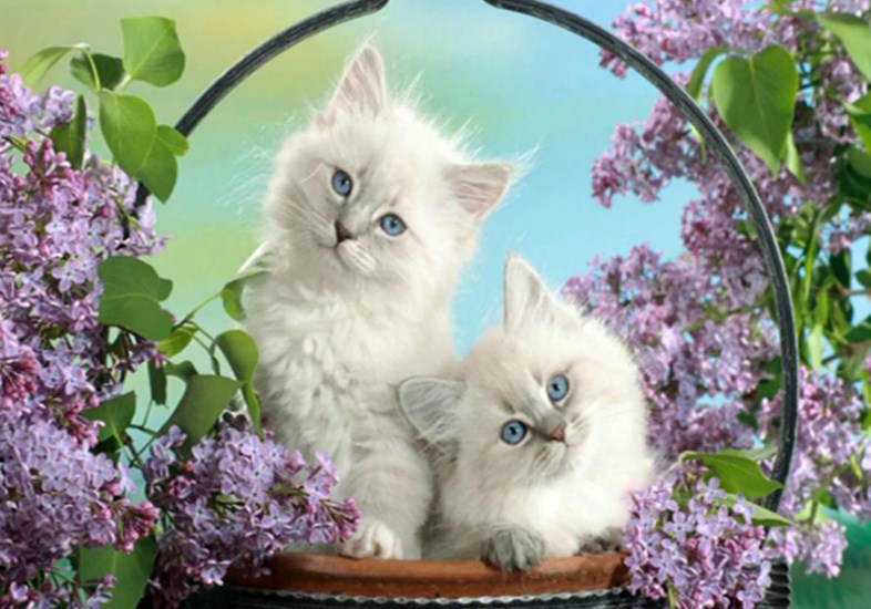 White Cats with Blue Eyes Diamond Painting Kit
