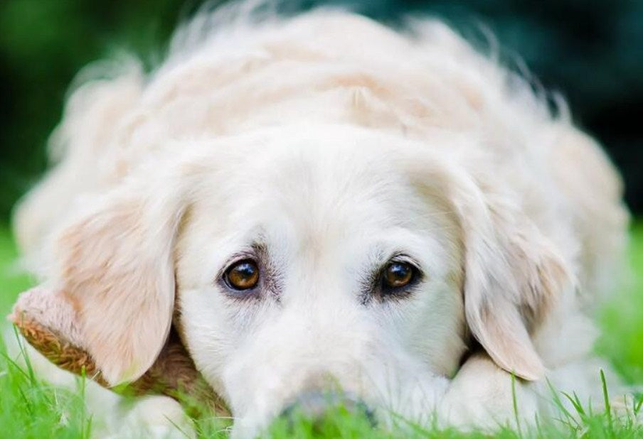 White Golden Retriever Puppy Paint by Diamonds