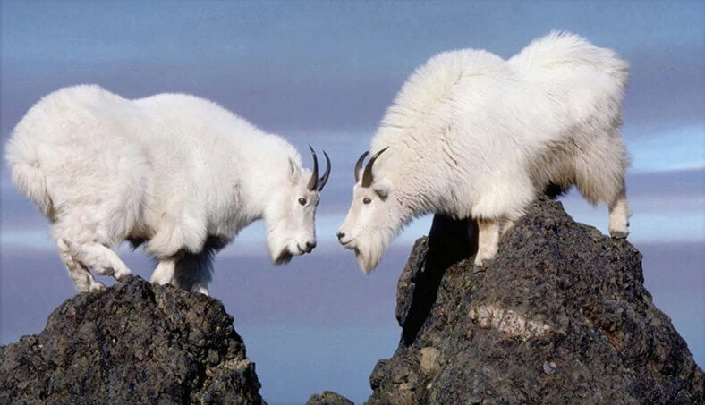 Mountain Goats Diamond Painting