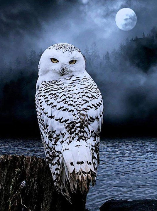 White Owl Gazing at Night Diamond Painting