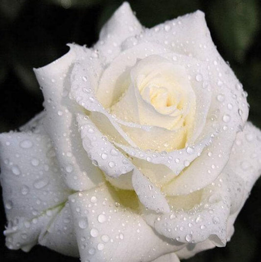 Rose Paint by Diamonds