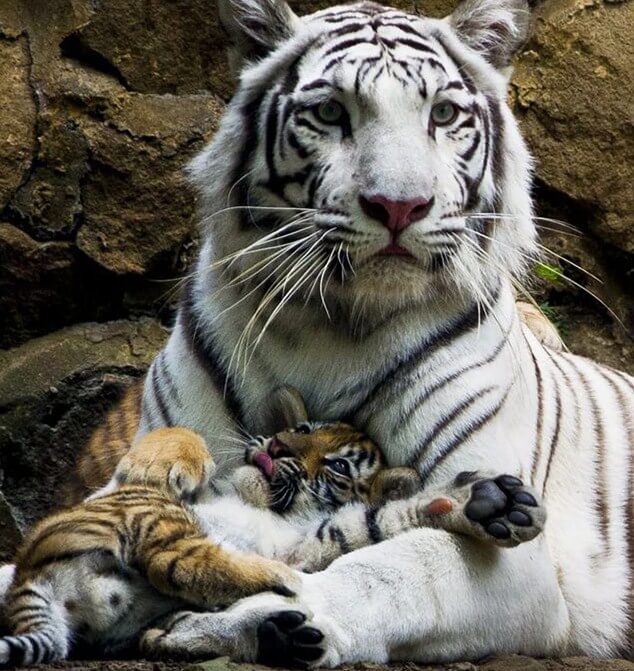 White Tiger & Cub Painting Kit