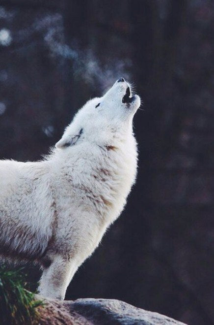 White Wolf Diamond Painting Kit