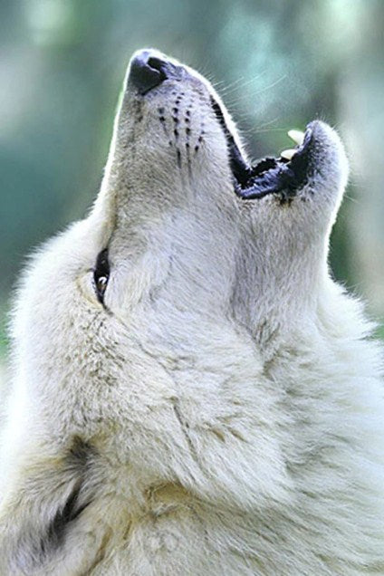 White Wolf Howling Paint by Diamonds
