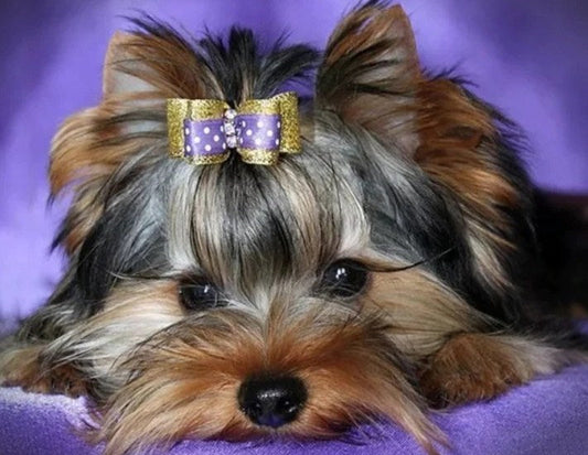 Yorkshire Terrier Diamond Painting Kit