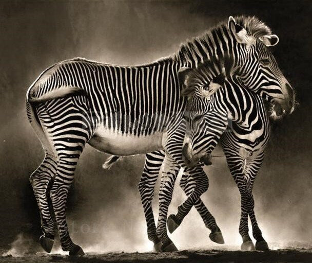 Zebras DIY Diamond Painting