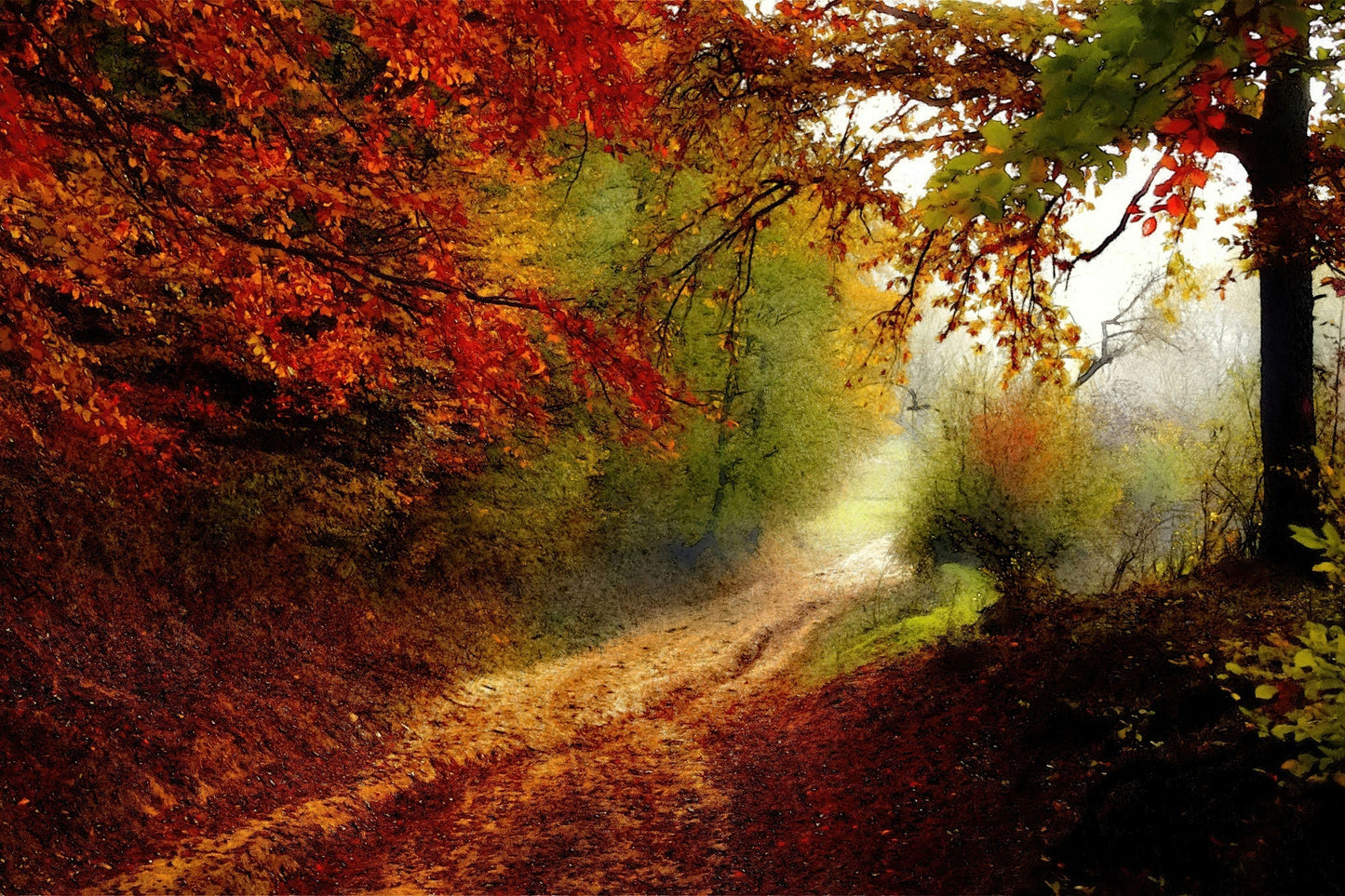 Autumn Forest Edge
