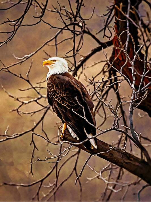 Bald Eagle - Art by Denise Dundon