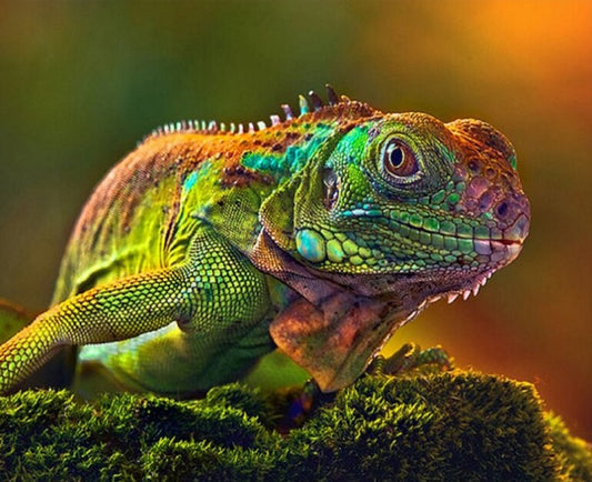 chameleon Close up Diamond Painting Kit
