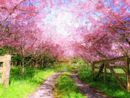 Cherry Blossom Lane