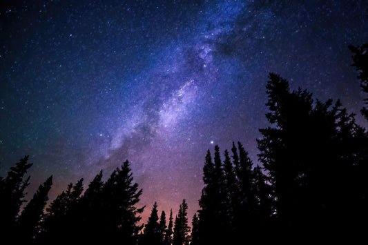 Conifers Reaching To Milky Way