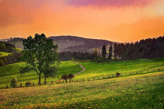 Evening Pasture